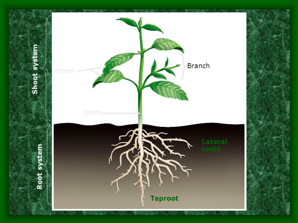 Shoot system Branch Leaves Stem Lateral roots Root system Taproot