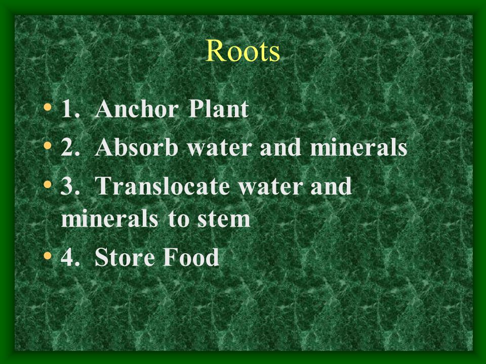 Roots 1. Anchor Plant 2. Absorb water and minerals