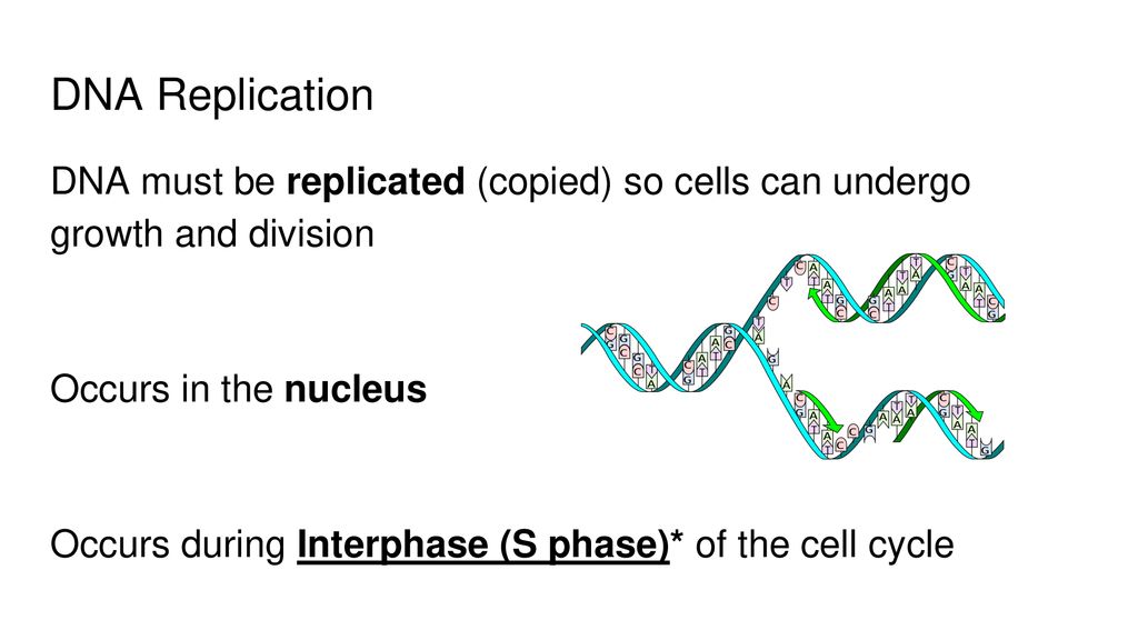 DNA Replication DNA must be replicated (copied) so cells can undergo growth and division. Occurs in the nucleus.