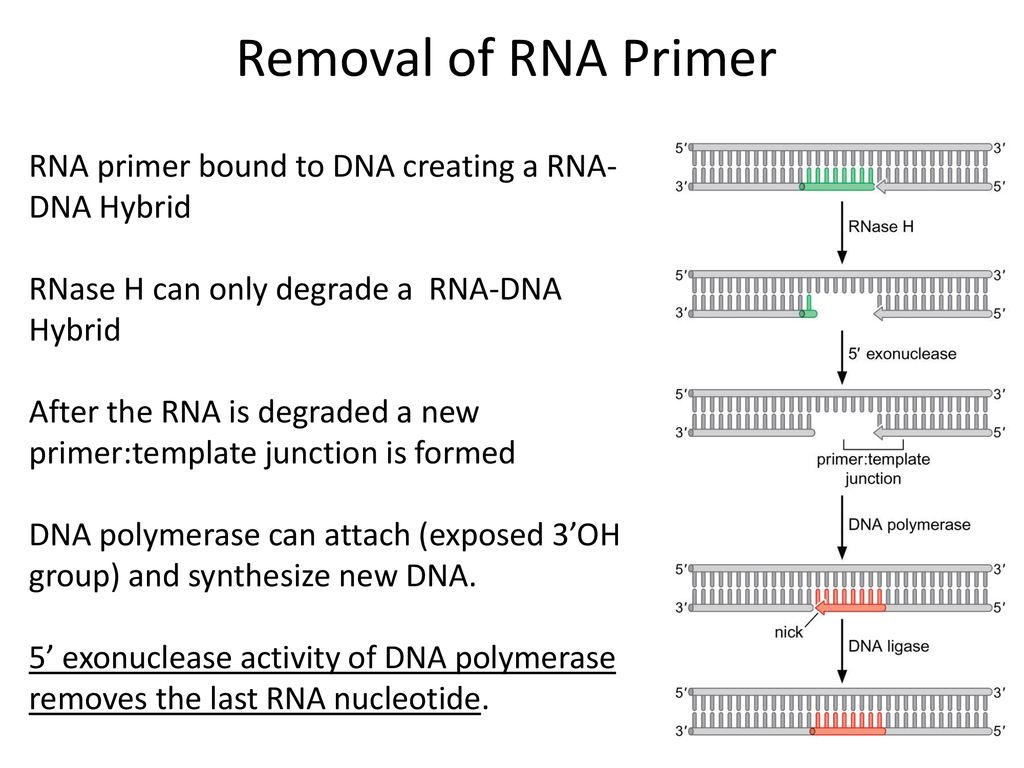 Origin of Replication Primase is a Specialized RNA Polymerase - ppt download