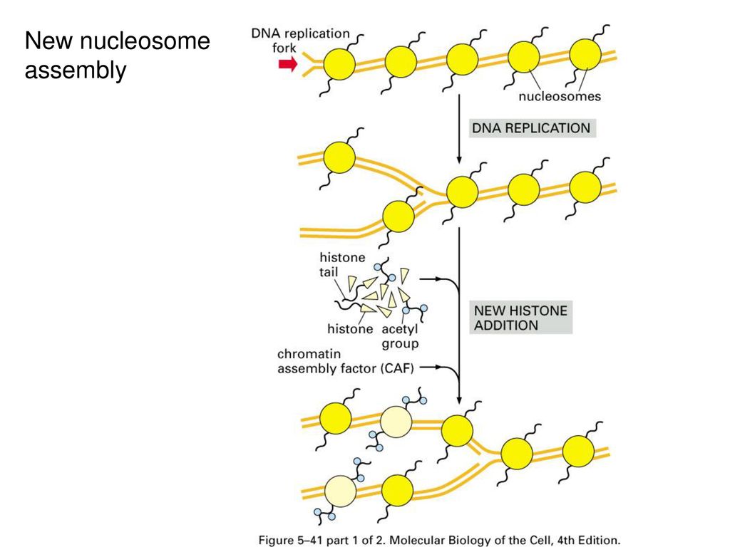 DNA and Chromosome Replication Biology Diagrams
