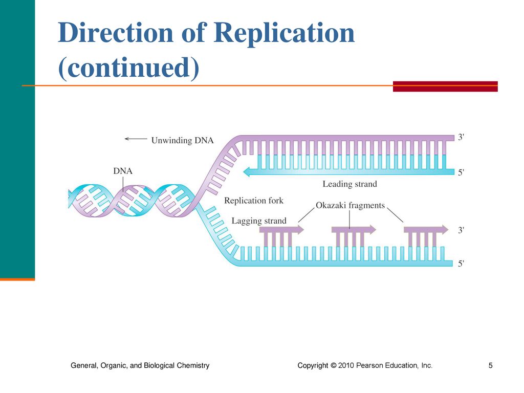 Chapter 21 Nucleic Acids and Protein Synthesis - ppt download