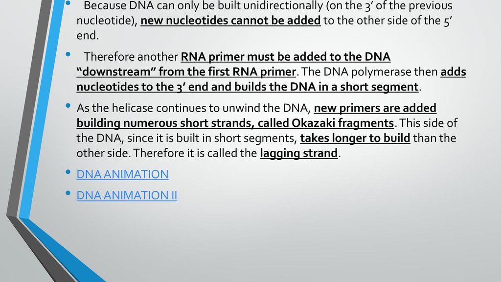 Because DNA can only be built unidirectionally (on the 3’ of the previous nucleotide), new nucleotides cannot be added to the other side of the 5’ end.