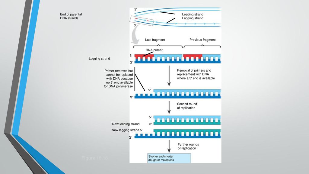 Figure End of parental DNA strands Leading strand Lagging strand