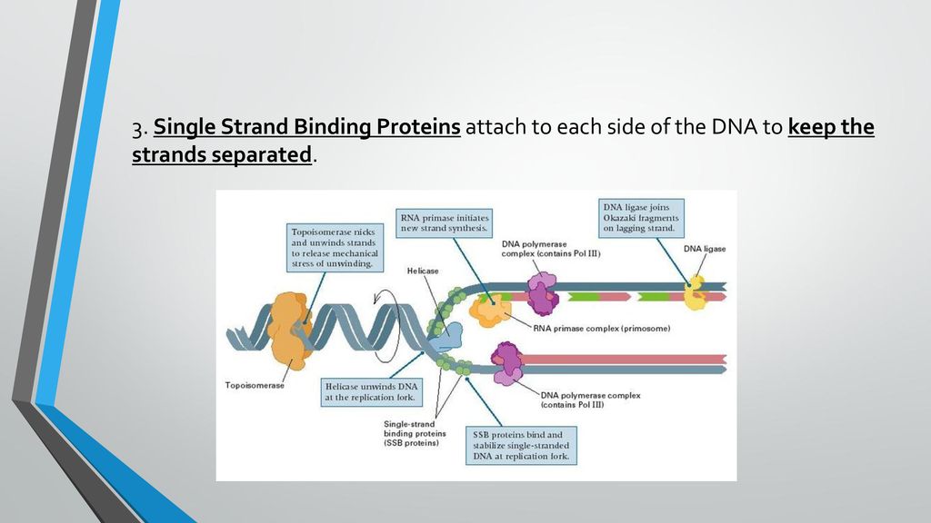 3. Single Strand Binding Proteins attach to each side of the DNA to keep the strands separated.