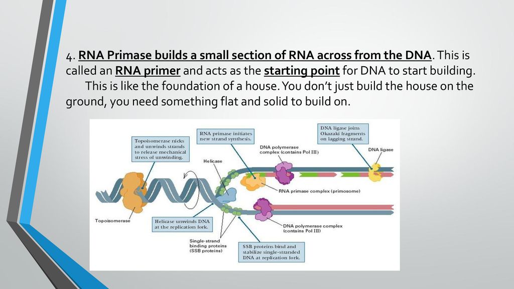 4. RNA Primase builds a small section of RNA across from the DNA