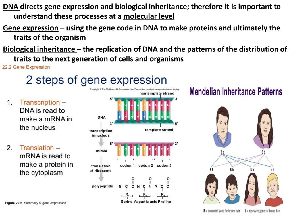 SGN 19 The Molecular Basis of Inheritance Biology Diagrams