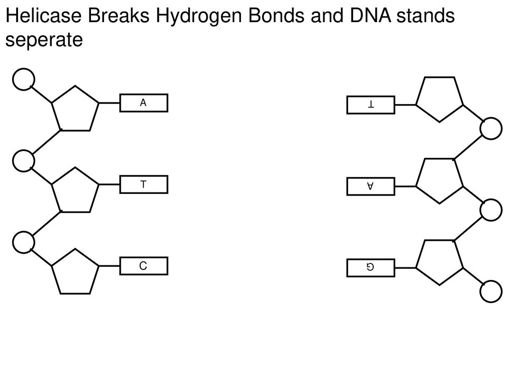 Helicase Breaks Hydrogen Bonds and DNA stands seperate