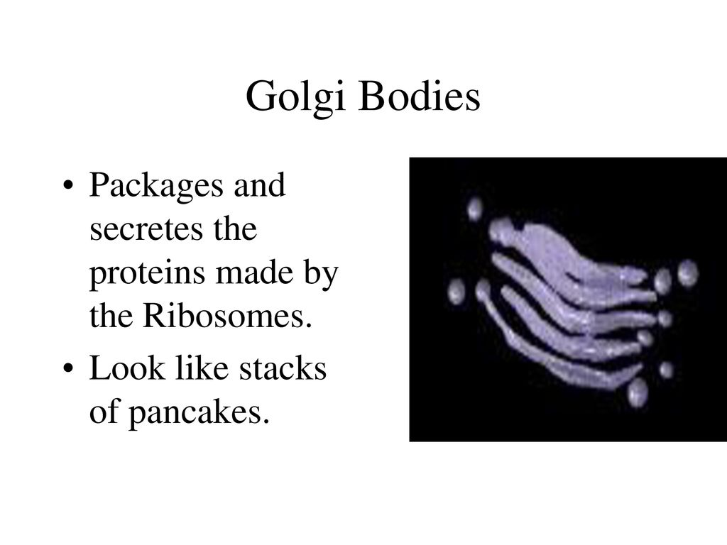 Golgi Bodies Packages and secretes the proteins made by the Ribosomes.