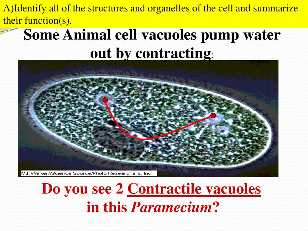 Do you see 2 Contractile vacuoles