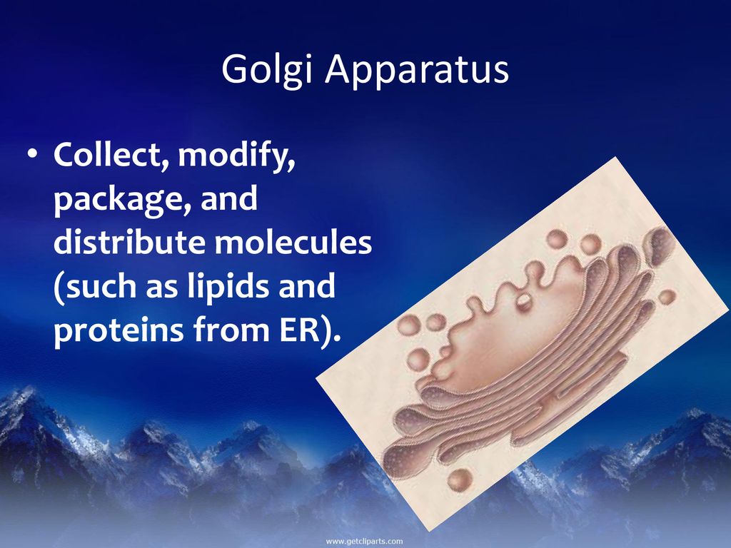 Cell Structure. Biology Diagrams