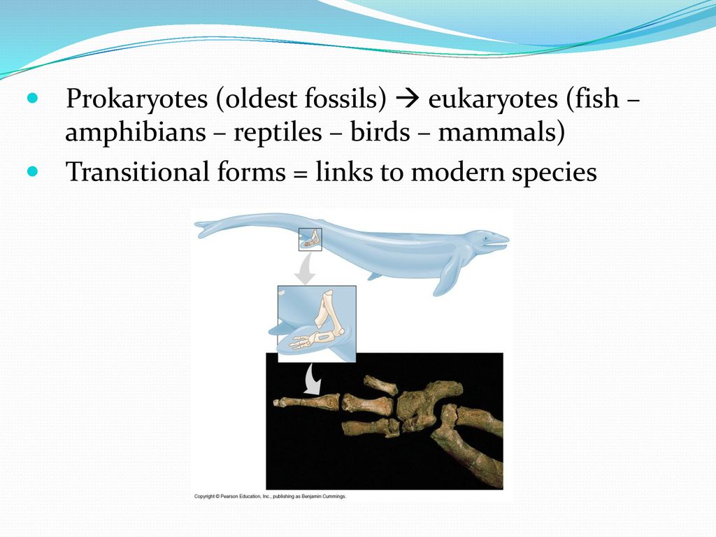 Ch. 19 Warm-Up Compare and contrast natural selection vs. artificial