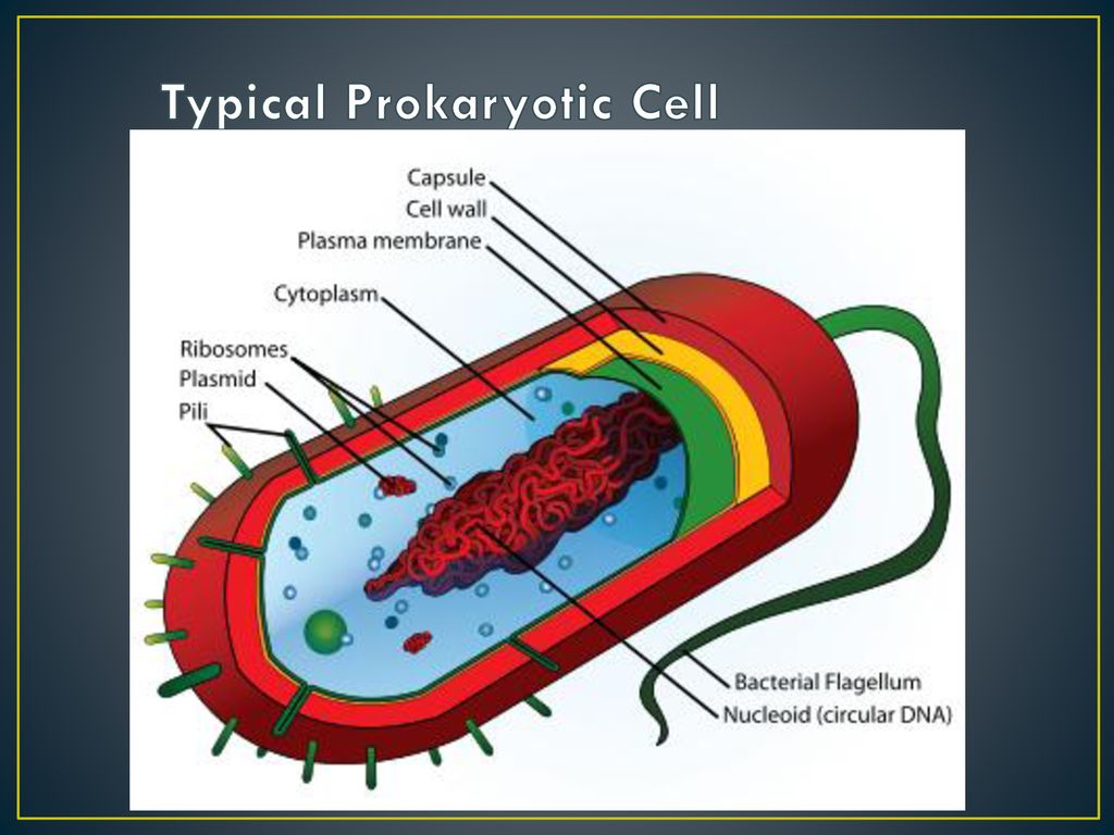 Microbiology: Bacteria Basics - ppt download