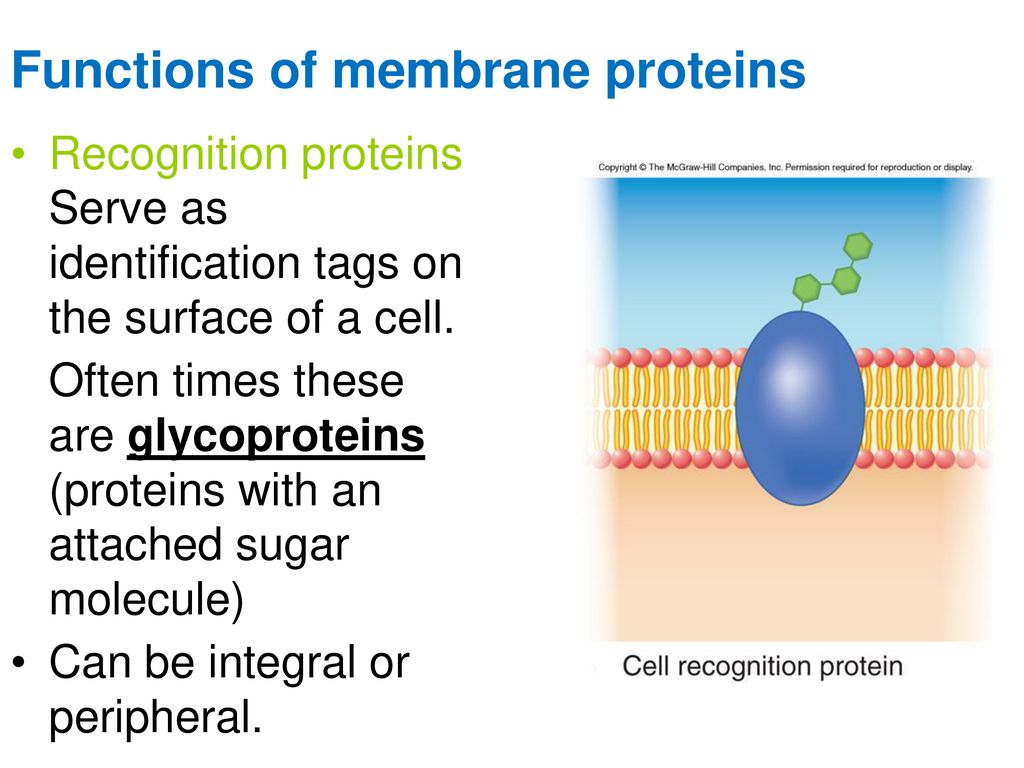 Cell Membrane Structure - ppt download