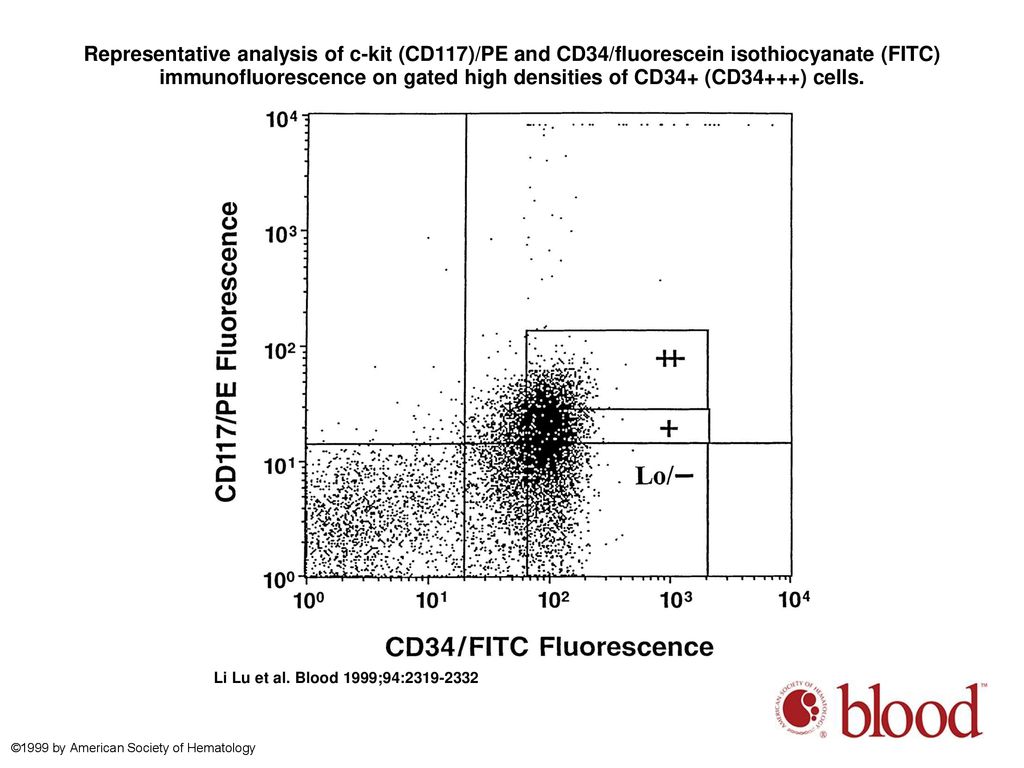 Representative analysis of c-kit (CD117)/PE and CD34/fluorescein isothiocyanate (FITC) immunofluorescence on gated high densities of CD34+ (CD34+++) cells.
