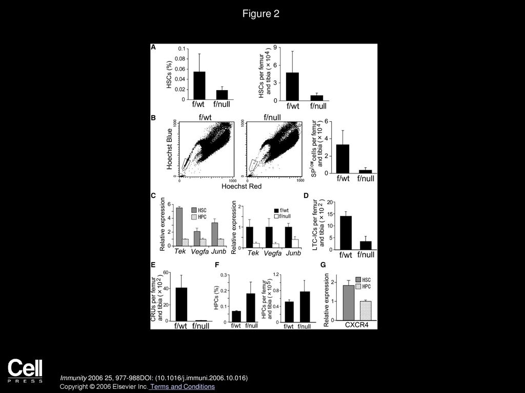 Figure 2 Reduced HSC Pool in Adult Bone Marrow in the Absence of CXCR4