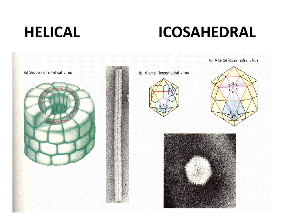 HELICAL ICOSAHEDRAL