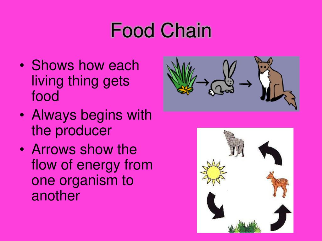 FOOD CHAINS AND FOOD WEBS Biology Diagrams
