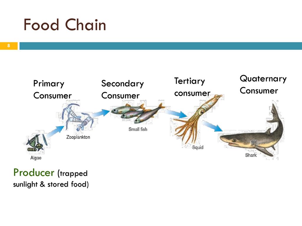 Energy Diagrams in an Ecosystem Biology Diagrams