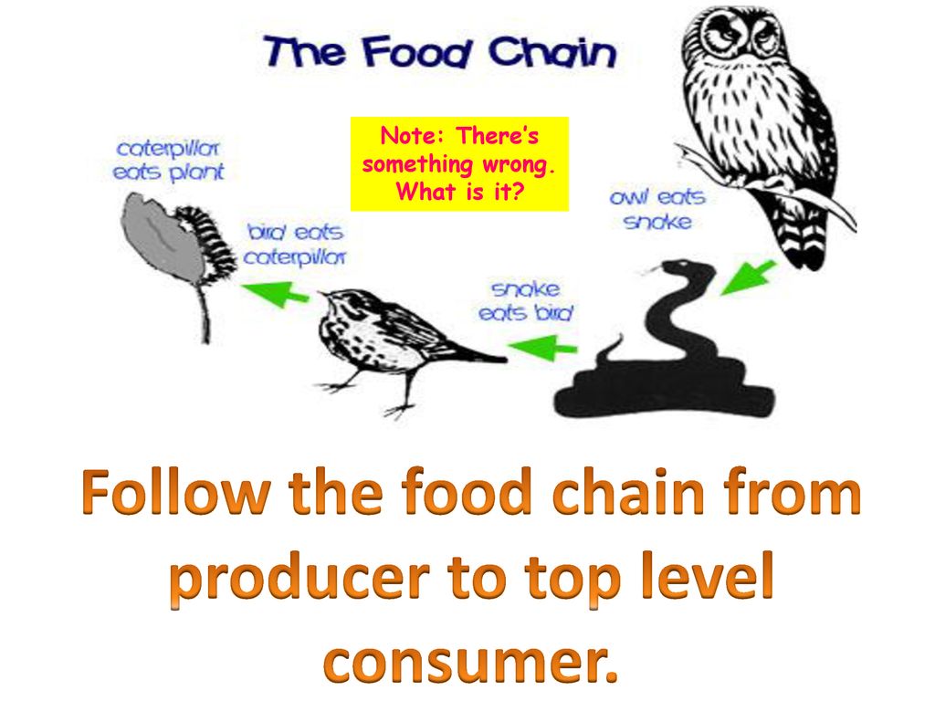 Energy Flow In Food Chains Food Webs Energy Pyramids Ppt Download energy-flow-in-food-chains-food-webs-energy-pyramids-ppt-download