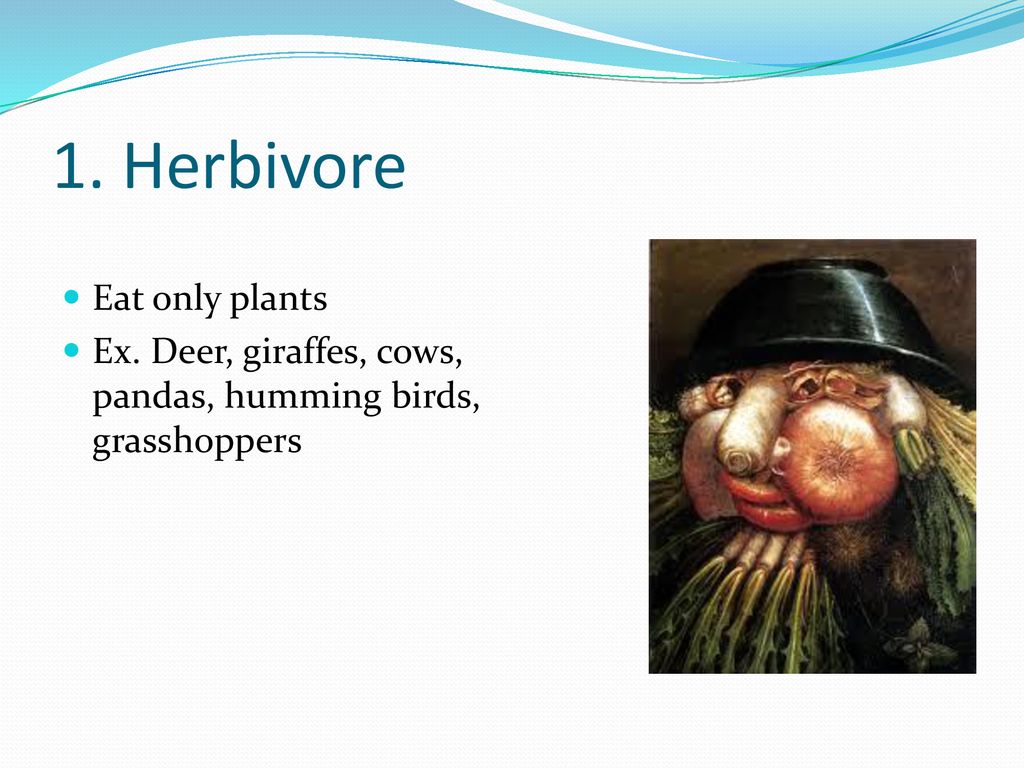 Energy Flow and Food Webs - ppt download