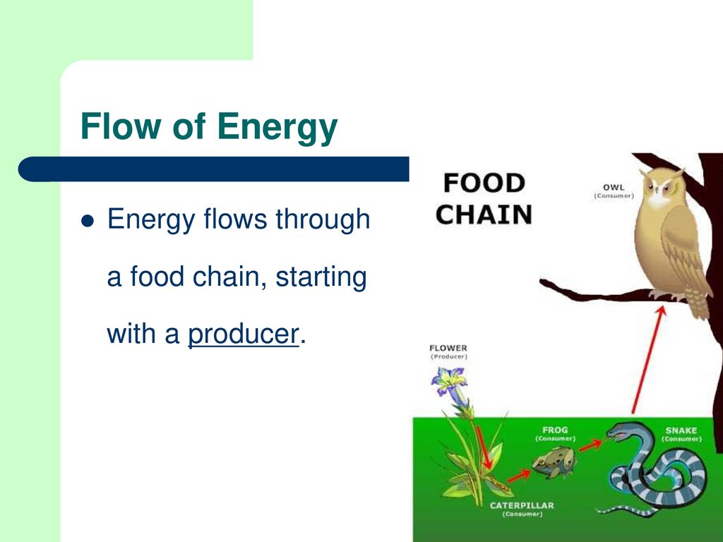 Flow of Energy Image from. Biology Diagrams