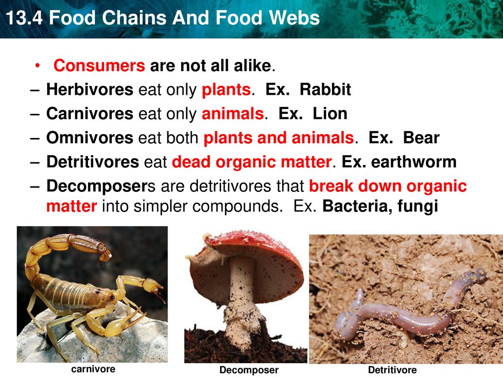 KEY CONCEPT Food chains and food webs model the flow of energy in an  ecosystem. Is this a food chain or food web? What can we infer from this  diagram? - ppt