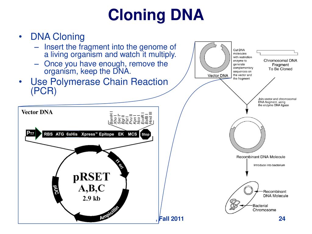 Cloning DNA DNA Cloning Use Polymerase Chain Reaction (PCR)
