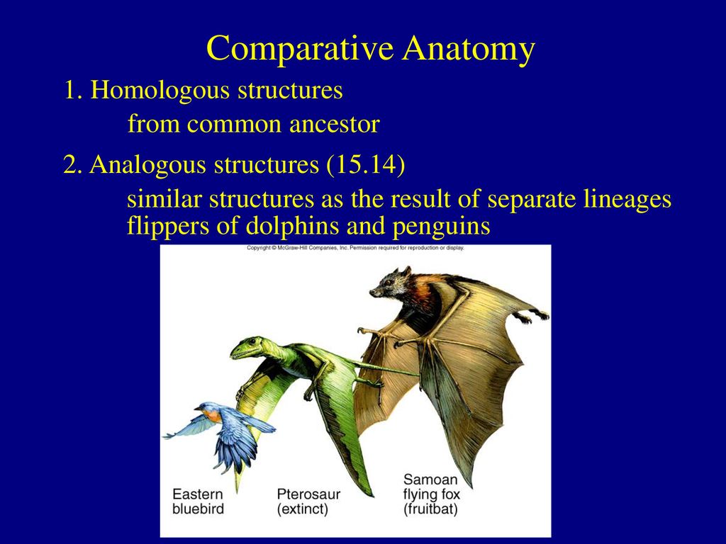 1. Homologous structures