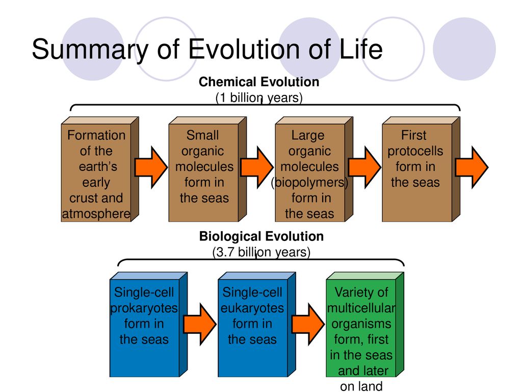 Summary of Evolution of Life
