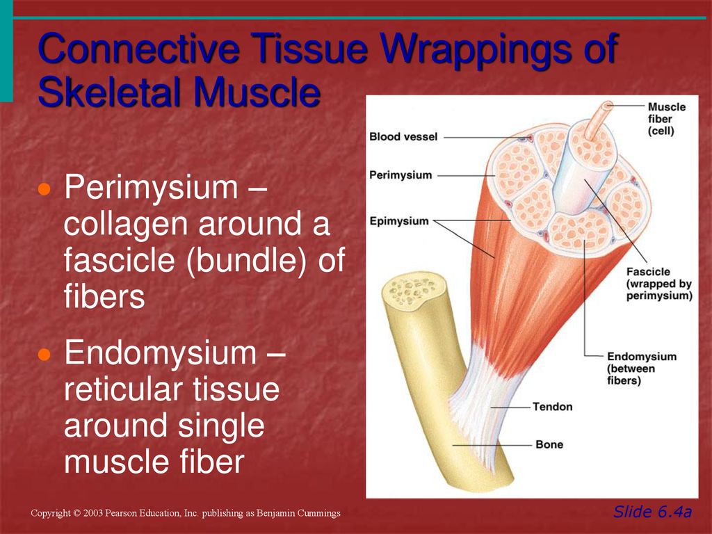 The Muscular System Part 1 ppt download