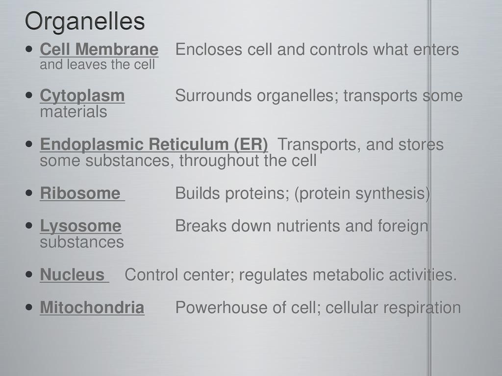 5 PROKARYOTIC CELLS EUKARYOTIC CELLS Bacteria Animal Cells Plant Cells