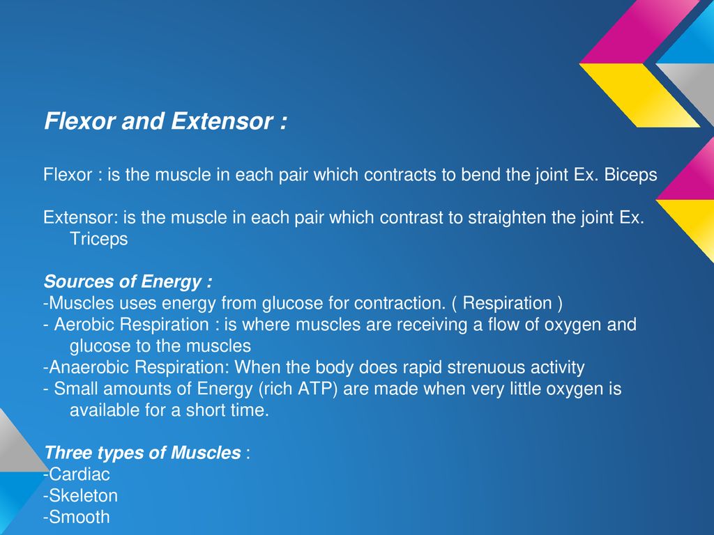 The Skeletal and Muscle System Biology Diagrams