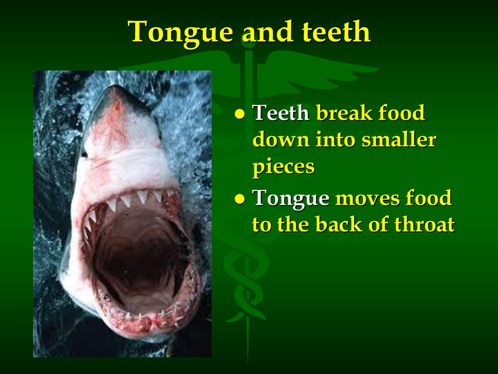 Tongue and teeth Teeth break food down into smaller pieces