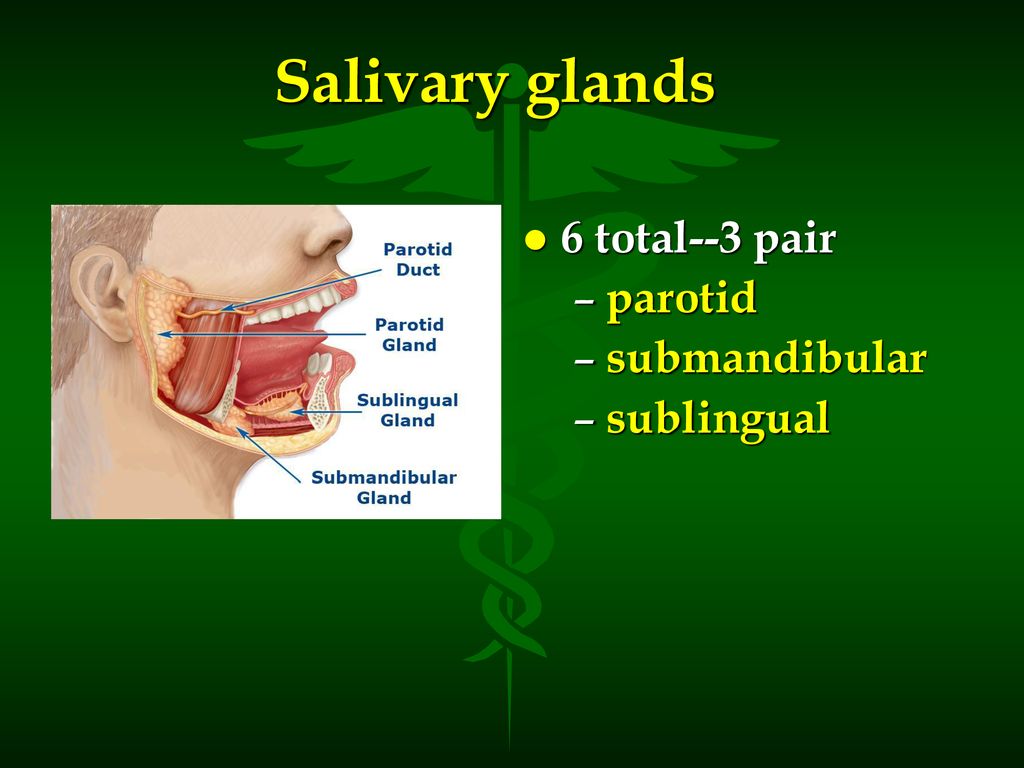 Salivary glands 6 total--3 pair parotid submandibular sublingual