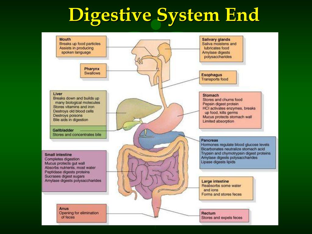 Digestive System End