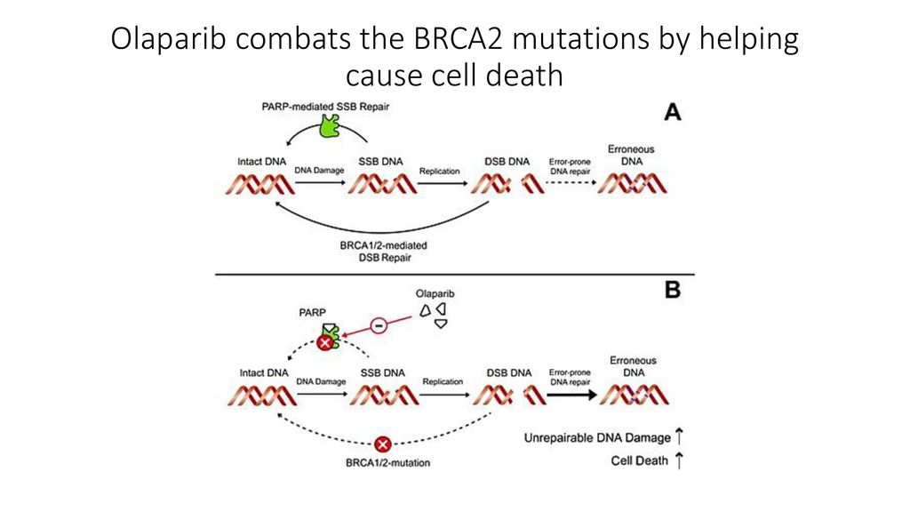 Breast cancer is the most common cancer among women Biology Diagrams