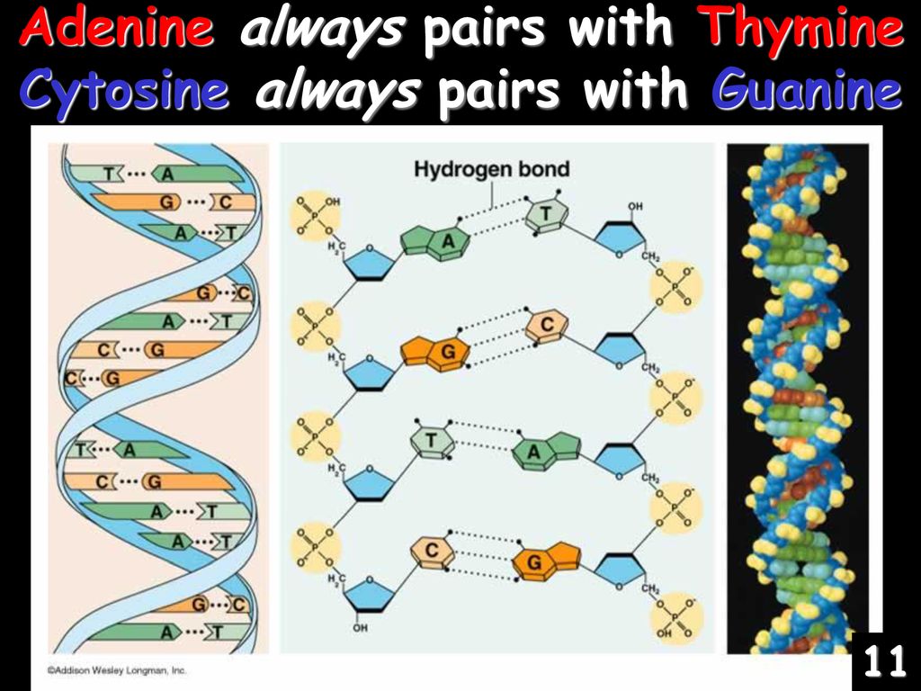 Adenine always pairs with Thymine Cytosine always pairs with Guanine