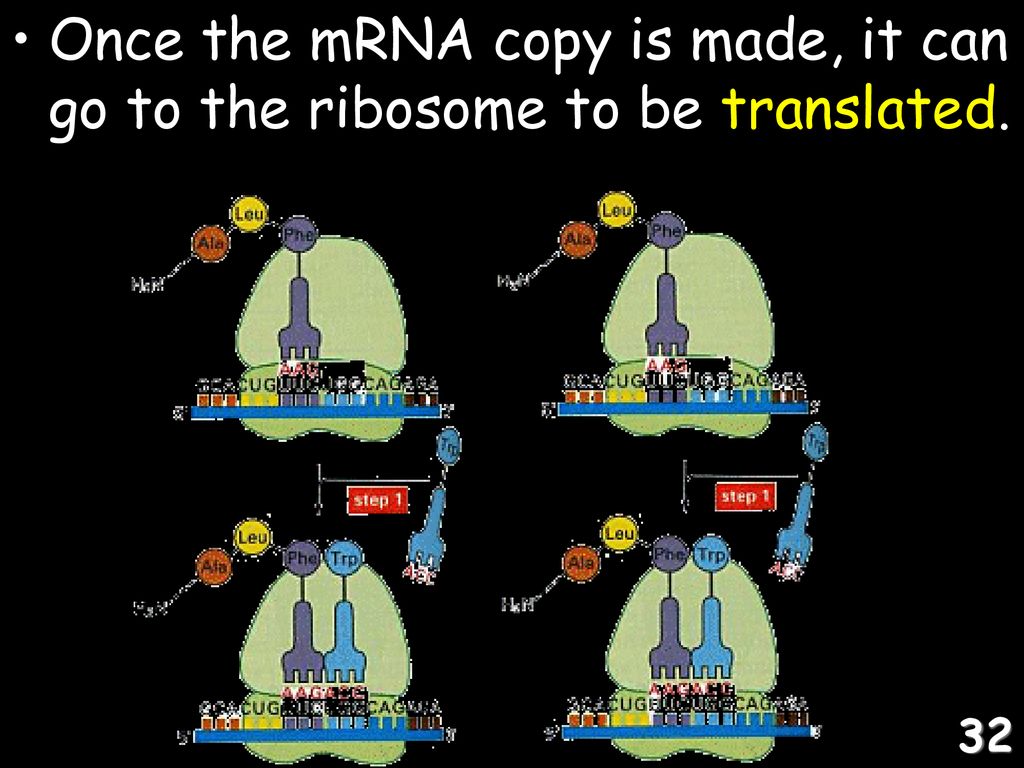Once the mRNA copy is made, it can go to the ribosome to be translated.