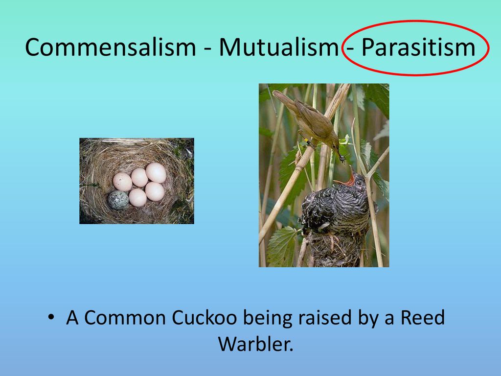 Commensalism - Mutualism - Parasitism