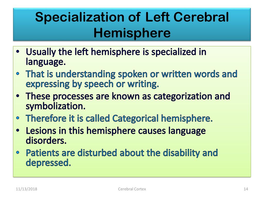 Cerebral Cortex Prof. K. Sivapalan. Biology Diagrams
