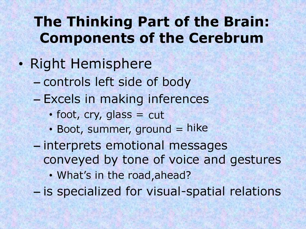 brain-hemisphere-organization-ppt-download