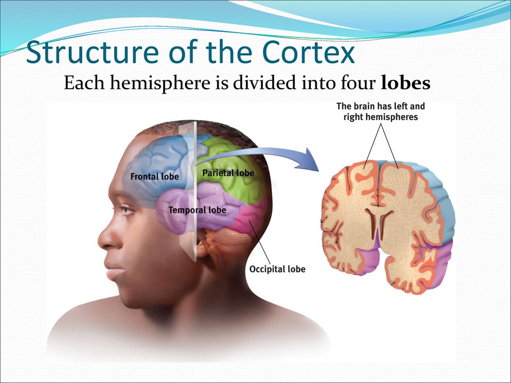 The Biology of Mind and Consciousness Chapter 2 part II Biology Diagrams