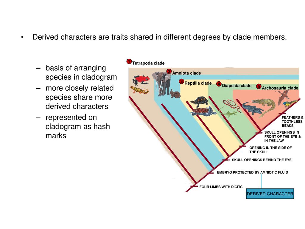 basis of arranging species in cladogram