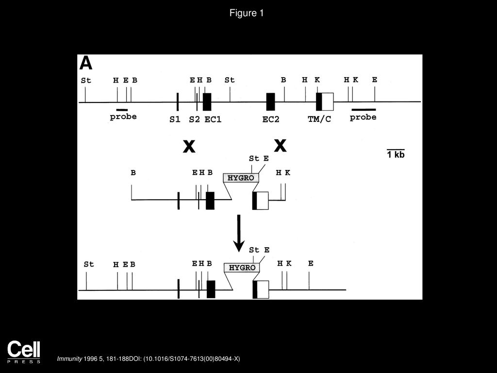 Volume 5, Issue 2, Pages (August 1996) - ppt download