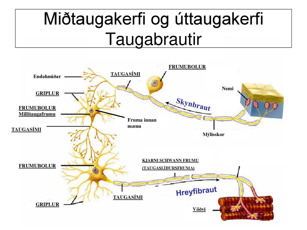 17. Kafli: Taugakerfið Boðflutningur: Boðefni, m.a. hormón Taugaboð - ppt  download