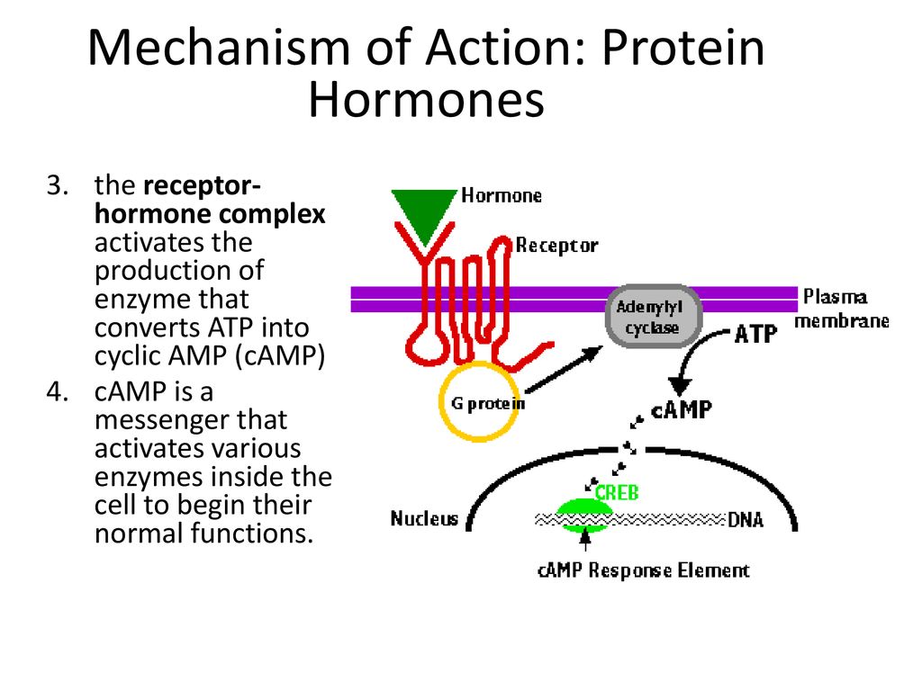Mechanism of Action: Protein Hormones.