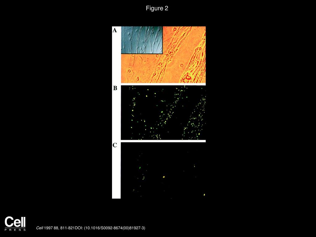 Figure 2 Inhibition of M. leprae Adherence to Schwann Cell–Neuron by LN-2.