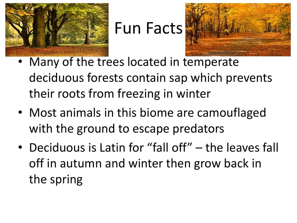 Temperate Travels Temperate Deciduous Forest - ppt download