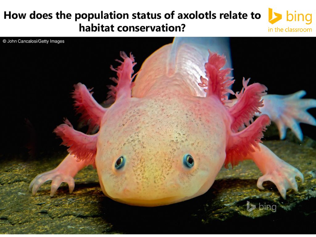 How does the population status of axolotls relate to habitat conservation